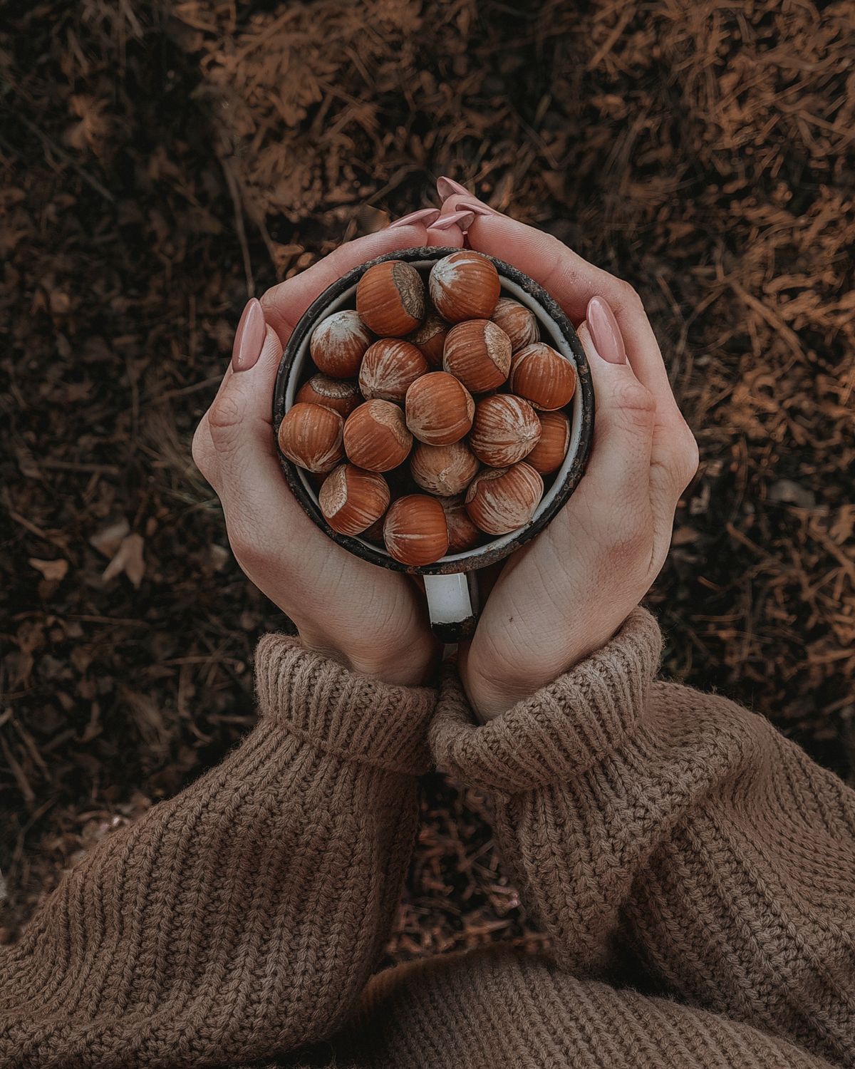 Hands cupping dried argan fruit