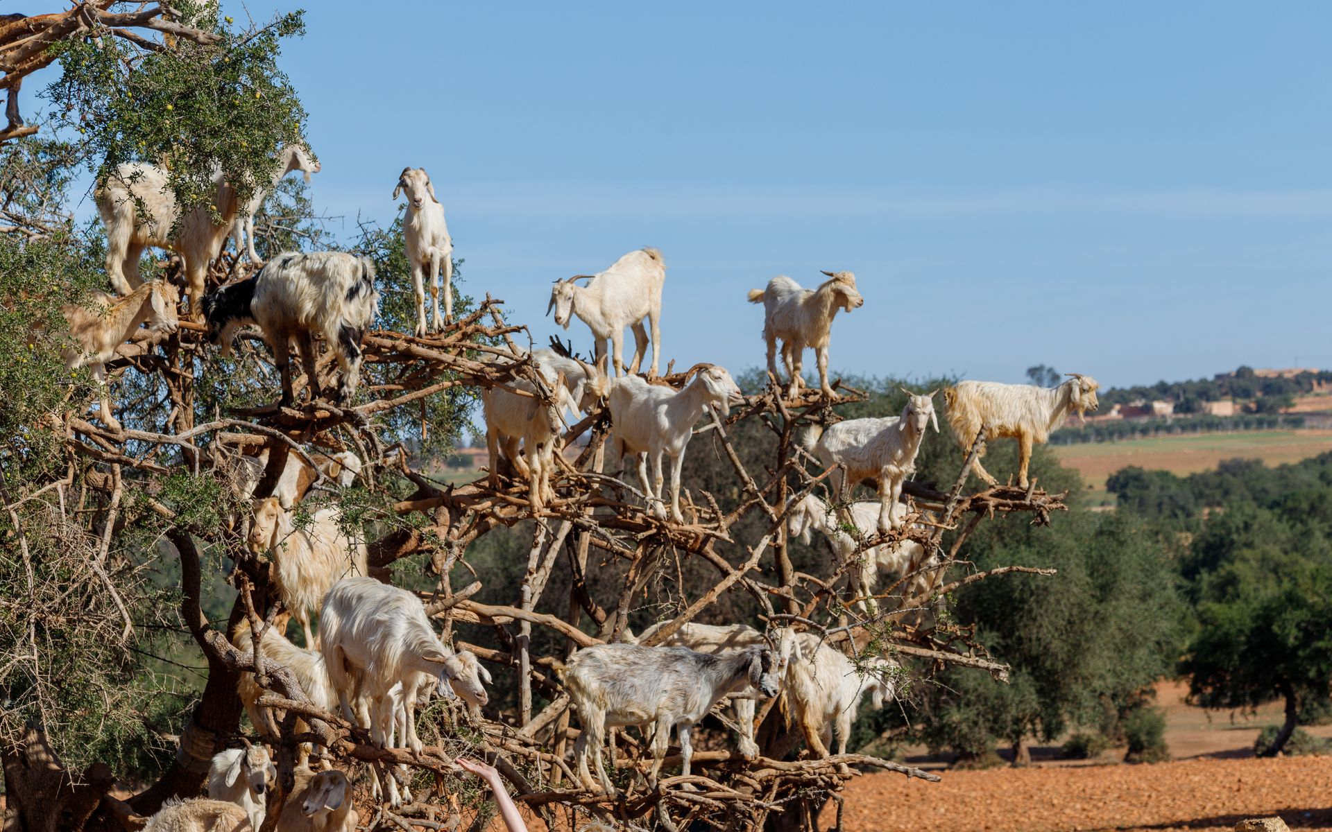 Argan trees across a sun-warmed hillside in the Souss