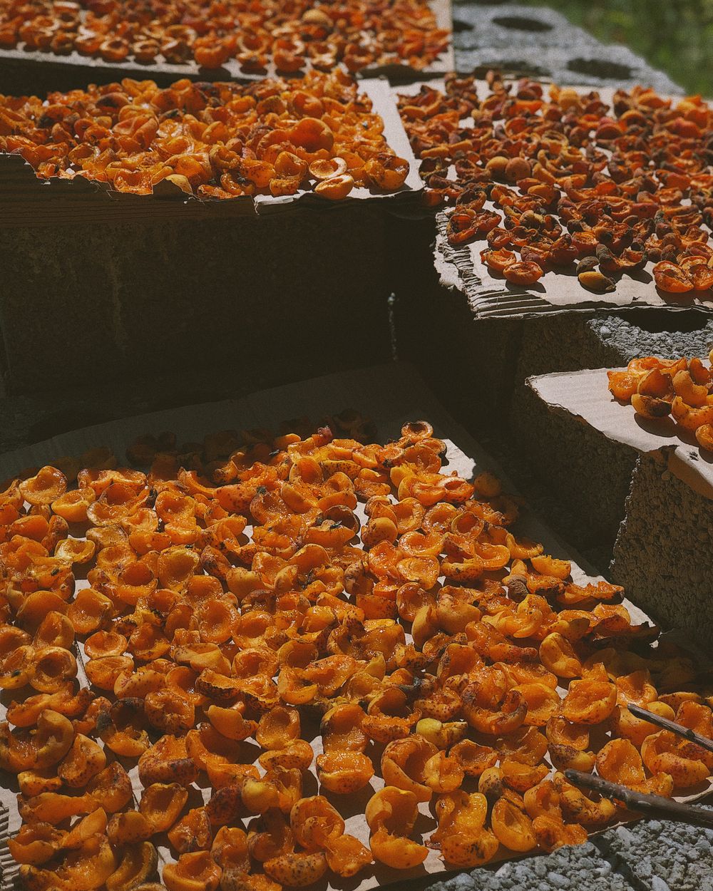 Argan fruit drying in the sun on a rooftop